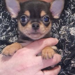 Beau - Chihuahua