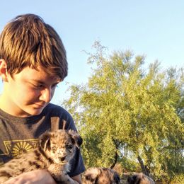 Australian Shepherd Puppies from Iron Side Ranch Australian Shepherds