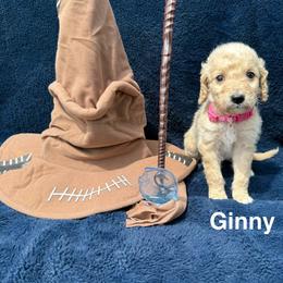 Ginny - Cream female Goldendoodle puppy in Conroe, Texas from Tails of Cypress