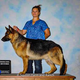 Rambo - German Shepherd