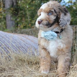 Aussiedoodle Puppies from Gore Doodle Ranch