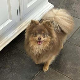 Bliss Pet Home - Blue and tan female Pomeranian puppy in Douglas, Massachusetts from Country Oak Poms LLC