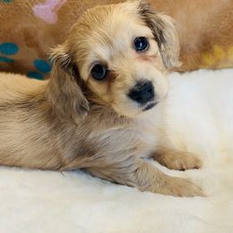 Dachshund Puppies from Jen's Doxie Den