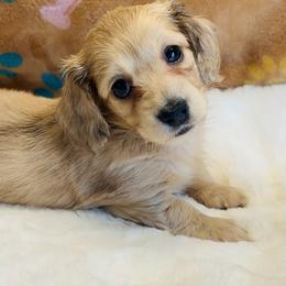 Dachshund Puppies from Jen's Doxie Den