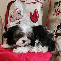 Male 2 - Black white and silver male Shihpoo puppy in North Dinwiddie, Virginia from Pups Furever