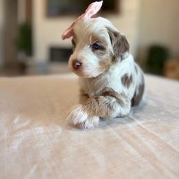 Chanel - Red merle female Aussiedoodle puppy in Queen Creek, Arizona from Sunny Doodles