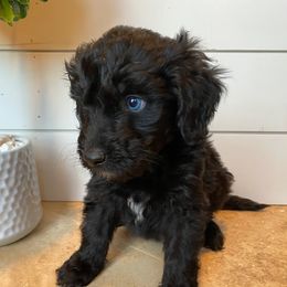 Emmi - Black and white Aussiedoodle puppy in Cleveland, Georgia from Oodle Farms