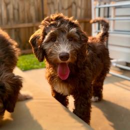 Lucky - Parchment male Australian Labradoodle puppy in Arden, North Carolina from Kismet Labradoodles