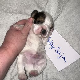 Baby Saja - Sable and white male Cocker Spaniel puppy in Hickory, North Carolina from Home Grown Cocker Spaniels