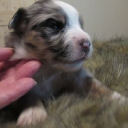 Precious Moments - Blue female Poodle puppy in Warrensburg, Missouri from Booty Shaker Toy and Miniature Poodles and Aussies