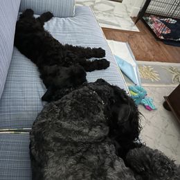 Kerry Blue Terrier Puppies from Eirebear Kerry Blue Terriers
