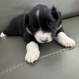 Miniature Australian Shepherd Puppies from Elsa’s lil Wiggle Butts