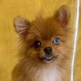 YANG - Red sable male Pomeranian puppy in Avon Park, Florida from Mariska's Pomeranians