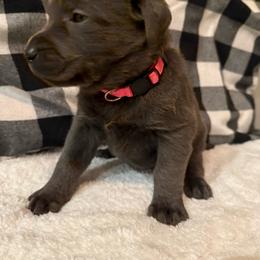 Hot Pink - Charcoal female Dilute Retriever puppy in Marion, Illinois from Summer Lovin’ Labradors of Southern Illinois