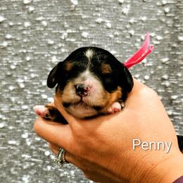 Girl 1 - Tri-color female Bernedoodle puppy in Forest, Ohio from Mini Doodle Buddies