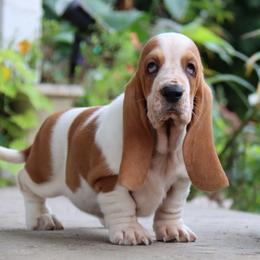 Curly - Mahogany and white female Basset Hound puppy in Pollock, Missouri from Northstar