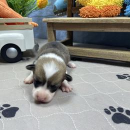 Sierra - Red female Pembroke Welsh Corgi puppy in Apison, Tennessee from Ashmore Corgis