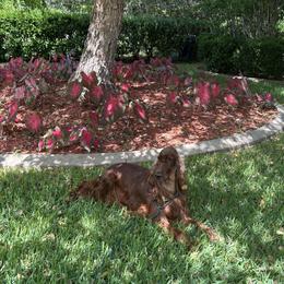 Grace - Irish Setter