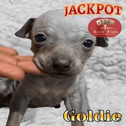 Girl 2 - female American Hairless Terrier puppy in Atlanta, Georgia from Royal Flush Kennels