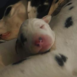 PINK - White and black female Dalmatian puppy in Palmer, Massachusetts from Delaney's Dalmatians 2