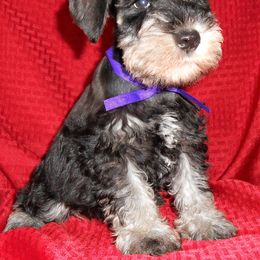 "Male Miniature Schnauzer puppies" Miniature Schnauzer Puppies from PJ's Miniature Schnauzers
