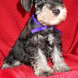 "Male Miniature Schnauzer puppies" Miniature Schnauzer Puppies from PJ's Miniature Schnauzers