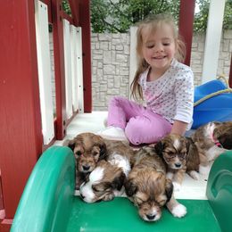 Cavapoo Puppies from Sophie's Puppy Den