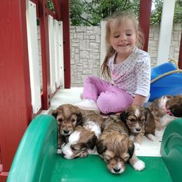Cavapoo Puppies from Sophie's Puppy Den