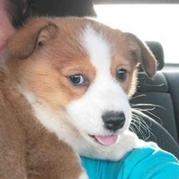 Pembroke Welsh Corgis from Corgis by Bri and She