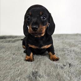 Black and tan female - Black and tan female Dachshund puppy in Belle Rive, Illinois from Akin's Miniature Dachshunds, LLC