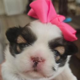 Marilyn Monroe - Black gold and white female Shih Tzu puppy in Corona, California from Trinity Shihtzu's So Calif