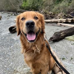 Potato - Golden Retriever