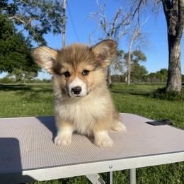 Pembroke Welsh Corgi Puppies from MG Corgis