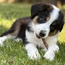 Australian Shepherd Puppies from Abigail’s Angels Australian Shepherds