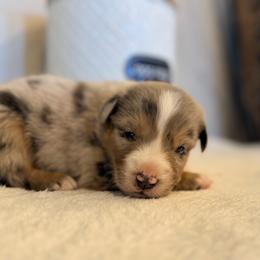Baxter - Blue merle male Miniature Australian Shepherd puppy in North Lakeport, California from Wild Rose Ranch
