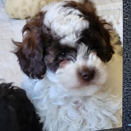 Snickers - Chocolate parti male Pomeranian puppy in Tyner, Kentucky from Tanner's Majestix Kennels