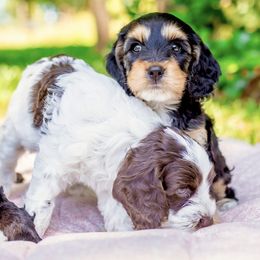 Cockapoo Puppies from Magnolia Hill Doodles