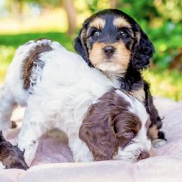 Cockapoo Puppies from Magnolia Hill Doodles