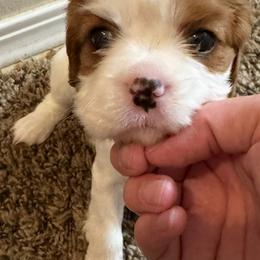 Boy 1 - Blenheim male Cavalier King Charles Spaniel puppy in Kalama, Washington from Beautiful Cavaliers
