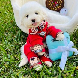 SNOWBALL - White male Maltipoo puppy in Sugar Land, Texas from Celebrity Maltipoos