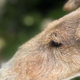 Wire Fox Terriers from Kaunala Wire Fox Terriers