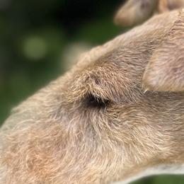 Wire Fox Terriers from Kaunala Wire Fox Terriers