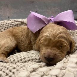 Lavender - Cream female Goldendoodle puppy in The Woodlands, Texas from Gracie's Goldendoodles and Bernedoodles