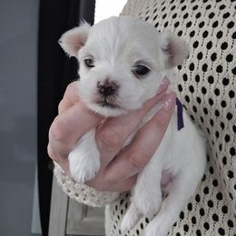 Autumn -Fully health tested parents - White female Maltese puppy in Greenville, North Carolina from Amanda's Sugar Sweet Puppies