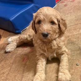 Tianna - Apricot female Goldendoodle puppy in Indiana, Pennsylvania from Kathy's Doodles