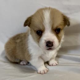 Leafeon - Red male Pembroke Welsh Corgi puppy in Deming, New Mexico from Sylvan Lane Corgis