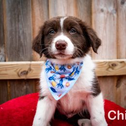 Border Collie, Golden Retriever, and Sporty Mix Puppies from Turbo Border Collies & Coltrievers
