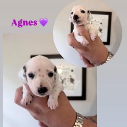 Agnes - White and black female Dalmatian puppy in Chehalis, Washington from Dalmatian Vacation