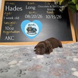 Hades - Chocolate and tan male Dachshund puppy in Hoquiam, Washington from Heyd's Mini Dachshunds