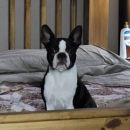 Boston Terrier puppies from Quinney’s Boxers and Boston Terriers